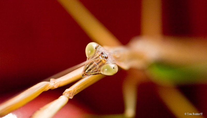 Praying Mantis