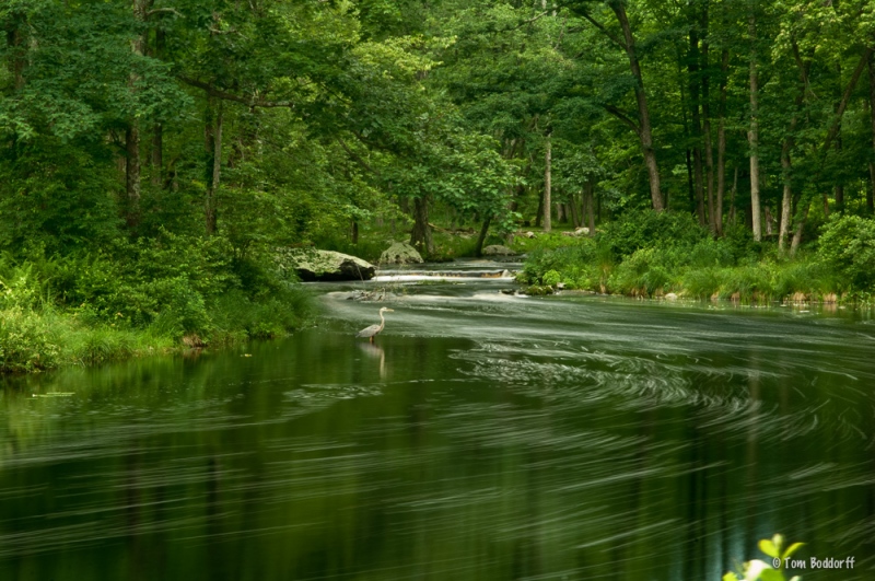 Mink Pond Trout Stream