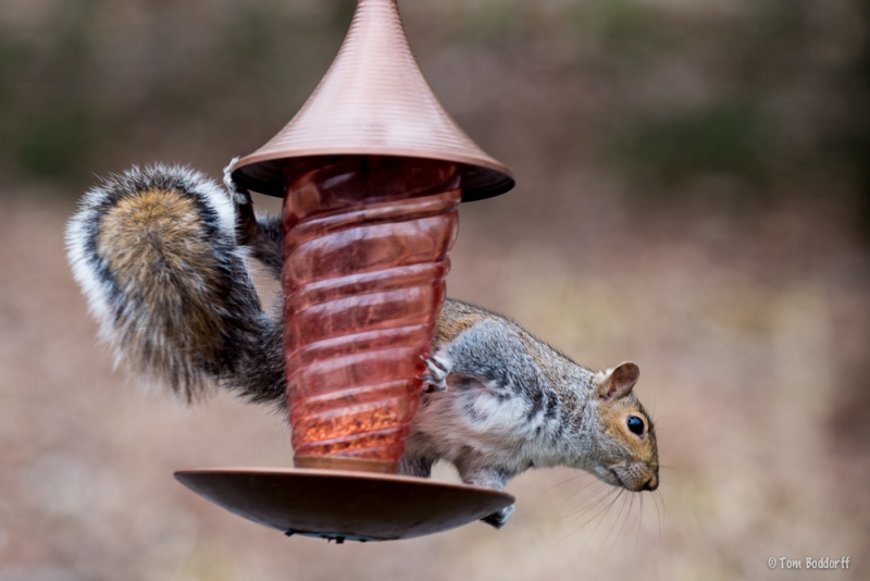 Rocky_the_Squirrel